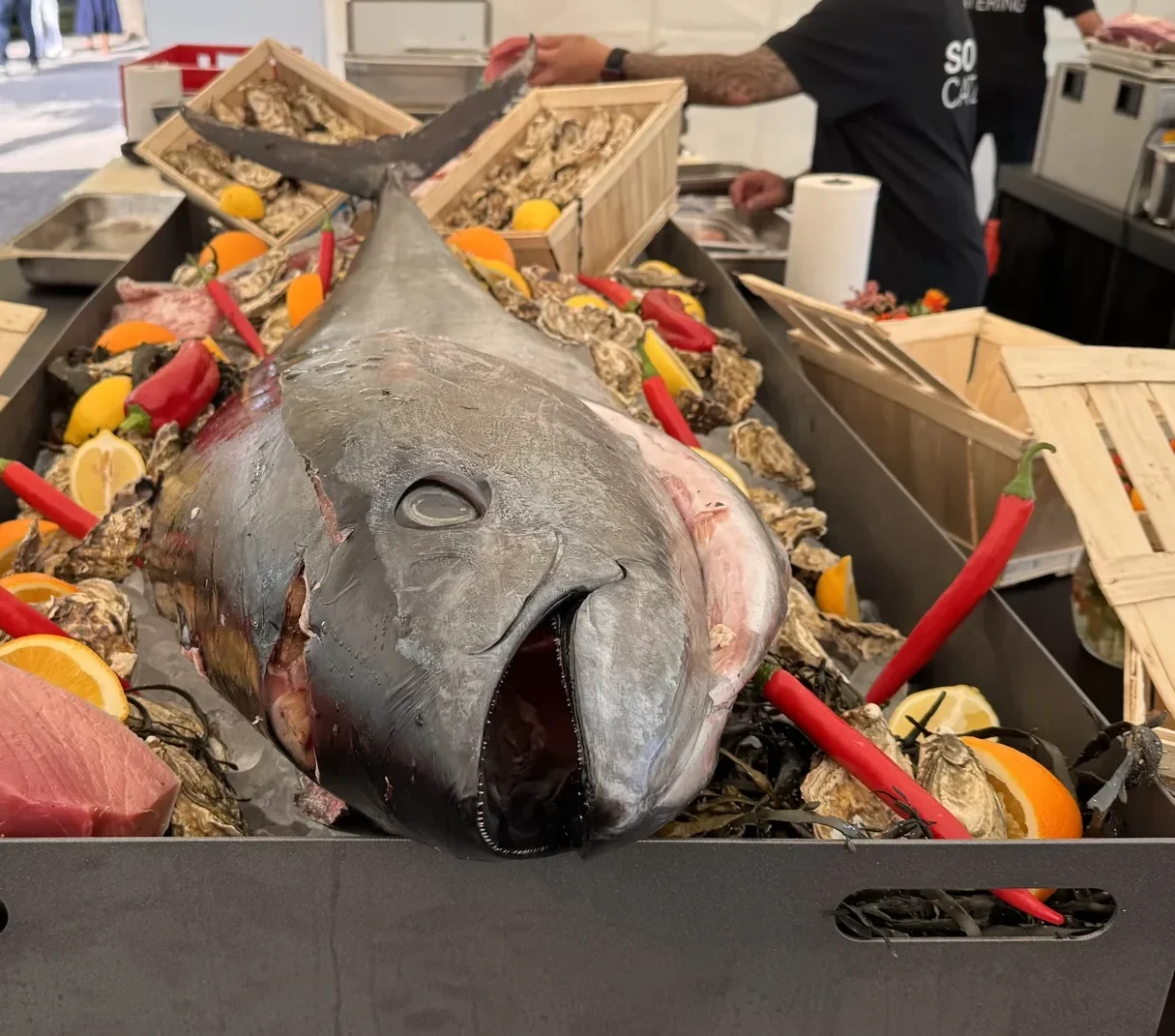 Ein ganzer Bluefin Tuna auf Eis am Counter im Schlossgarten Schwetzingen, dahinter der Sushi-Meister